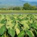 Sua taioba não cresce? Veja como preparar a terra perfeita e garantir uma colheita farta e saudável