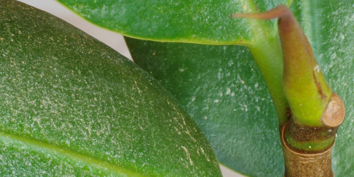 tripes em plantas