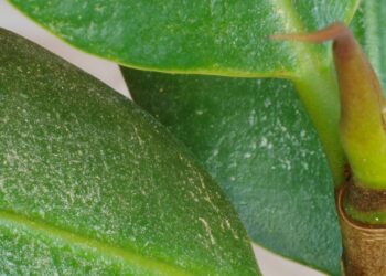 tripes em plantas