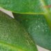 tripes em plantas