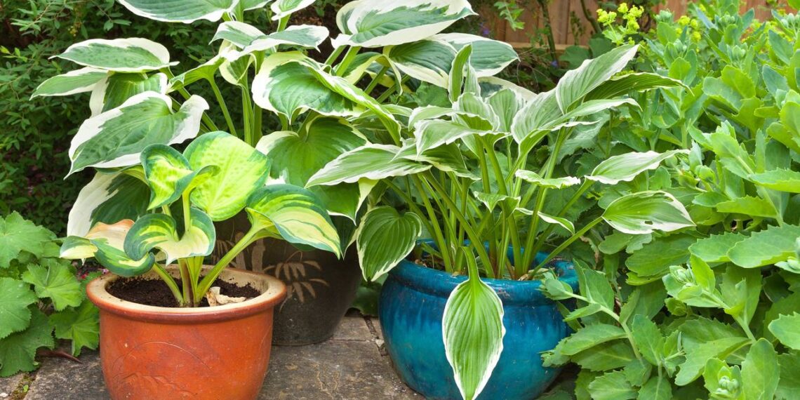 vaso de plantas