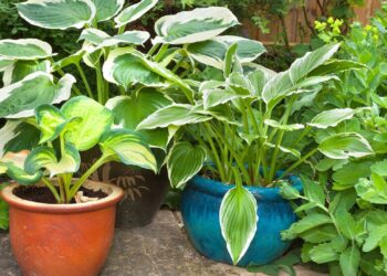 vaso de plantas