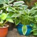 vaso de plantas