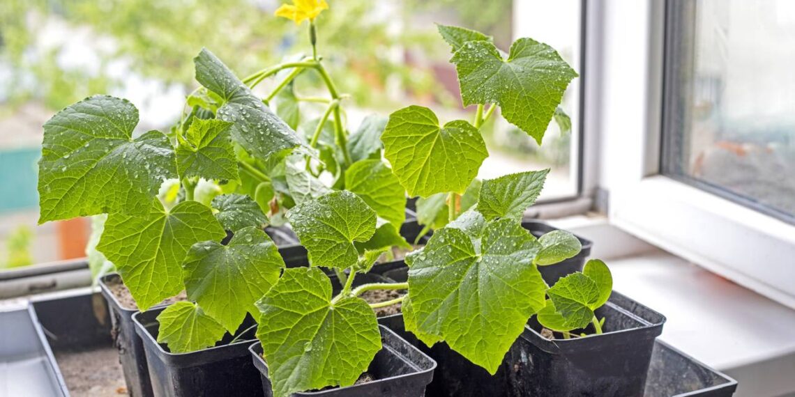 planta