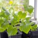 planta