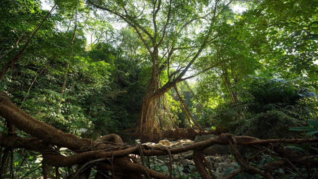 Pontes de raízes vivas em um dos lugares mais chuvoso do mundo chegam a 700 anos e desafiam engenharia moderna