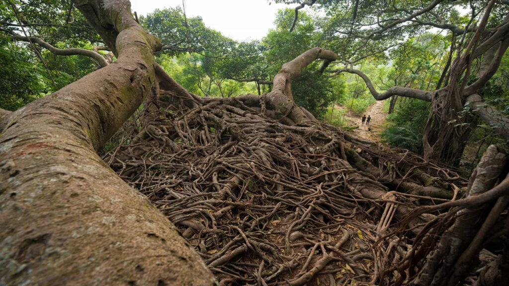 Pontes de raízes vivas em um dos lugares mais chuvoso do mundo chegam a 700 anos e desafiam engenharia moderna