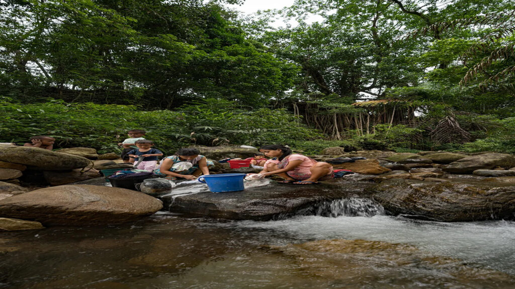 Pontes de raízes vivas em um dos lugares mais chuvoso do mundo chegam a 700 anos e desafiam engenharia moderna