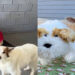 Tutora cria pelúcia de cachorrinha para consolar ovelha após perda da amiga