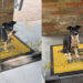 Não sabia para onde ir: cachorrinha busca ajuda em clínica veterinária e encanta