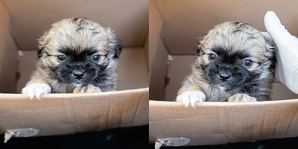 Ela achou que tinha levado um Shih-Tzu para casa, mas o cachorro adulto surpreendeu todo mundo