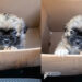 Ela achou que tinha levado um Shih-Tzu para casa, mas o cachorro adulto surpreendeu todo mundo