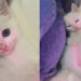 Este gatinho ignora brinquedos e só dorme quando ouve a canção de ninar da tutora