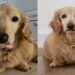 Golden Anão ou Goldenicha? Conheça Chiquinho que o cachorro que enganou todo mundo nas redes