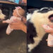 Teste com boneca mostra comportamento surpreendente de quatro cães antes do bebê chegar