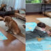 Ao sair por segundos, pai flagra atitude inesperada de golden com bebê de apenas cinco meses