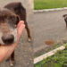 Abandonado e doente, cão idoso emociona ao lutar por um lar nos últimos dias
