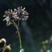 A planta que gruda na roupa e rouba os nutrientes das suas flores sem você perceber o estrago