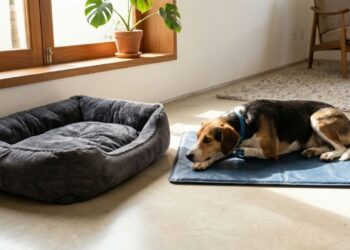 Cuidado antes de comprar uma caminha para seu cachorro, siga essas dicas simples para o bem-estar dele