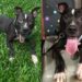 “Ele sobreviveu ao abandono”: pitbull é resgatado, mas ainda não foi escolhido por ninguém