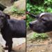 “Ele sobreviveu ao abandono”: pitbull é resgatado, mas ainda não foi escolhido por ninguém