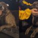 Após várias tentativas, cachorrinha deixa feira de adoção sem encontrar um lar