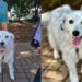Após perder a filha, casal encontra novo sentido na vida com a chegada de uma cachorrinha