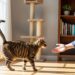 O que o rabo de um gato revela? Decifrando os segredos da linguagem corporal que todo dono de gato precisa saber