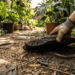 O truque simples no jardim que pode ajudar a afastar lacraias e deixar o quintal mais seguro