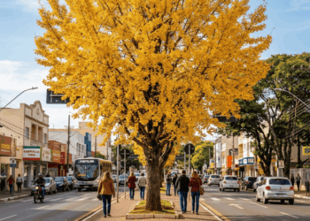 A árvore que sobreviveu à bomba de Hiroshima e ainda colore centros urbanas com suas folhas amarelas