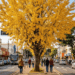 A árvore que sobreviveu à bomba de Hiroshima e ainda colore centros urbanas com suas folhas amarelas