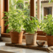 plantas