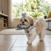 O que significa quando o cachorro vive pegando objetos da casa e carregando de um lugar para outro?