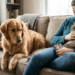 Esse sinal do seu cachorro pode indicar ciúmes e muitos tutores ignoram