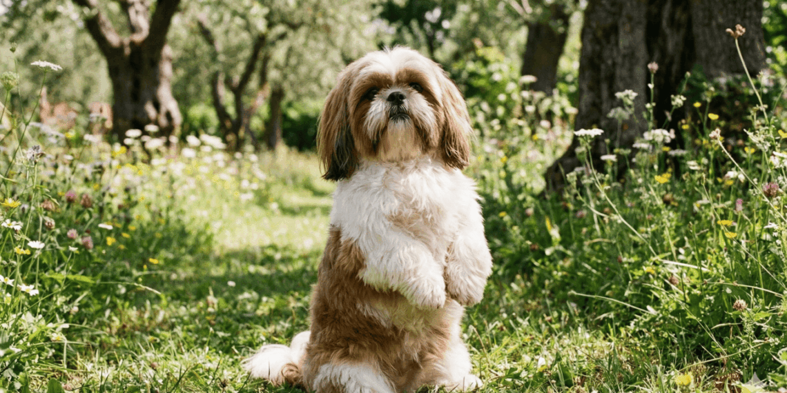 cachorro sentado nas duas patas