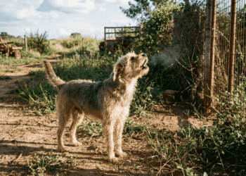 Latidos sem motivo aparente revelam segredos sobre os sentidos incríveis do seu cachorro
