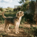 Latidos sem motivo aparente revelam segredos sobre os sentidos incríveis do seu cachorro