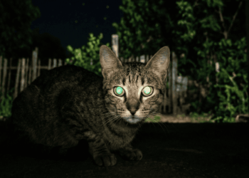 visão dos gatos