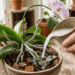 O truque da água de arroz que pode deixar suas orquídeas mais fortes e saudáveis