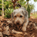 O comportamento curioso que faz cães guardarem comida em cantos da casa
