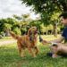 cachorro brincando