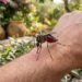 Não é o tipo sanguíneo: a ciência descobriu como mosquitos decidem atacar suas vítimas