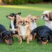 Essas raças de cães vivem significativamente mais tempo do que outras, saiba quais são
