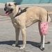 Família faz prótese com garrafa pet e cabo de vassoura para ajudar sua cachorrinha, emocionando internautas