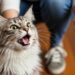 O que significa quando o gato mia muito ao ver o tutor