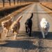 Grupo de cães desaparecidos viraliza após caminharem juntos por 17 km até em casa