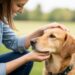 Como acariciar um cão da maneira correta: 5 zonas que se deve evitar inicialmente