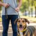 Fique longe! Se você vir um cachorro com uma coleira dessa cor, por favor, mantenha distância