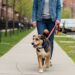 Novas regras para passear com cães serão introduzidas em 1º de abril