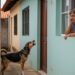 O que diz a lei sobre cães que latem demais e atrapalham os vizinhos